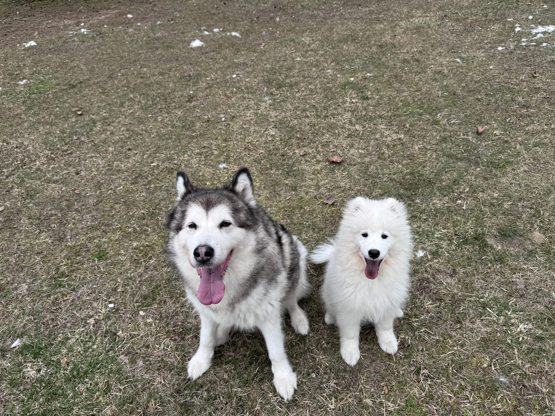 Fifi, samoyed z ośrodka Wierna